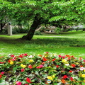 A splash of colour in the Luxembourg garden